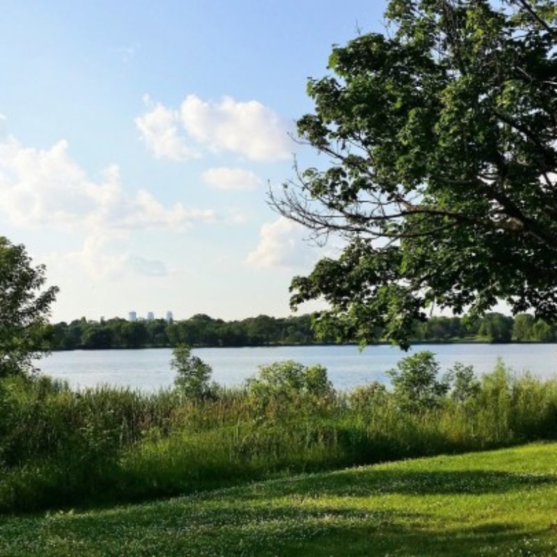 Image of the shore of Lake Hiawatha on a mostly sunny day with a small tree growing out of the grass in the right foreground, some bushes along the shore of the lake in the left foreground, and a line of trees on the opposite side of the lake, with billowing clouds against a blue sky.